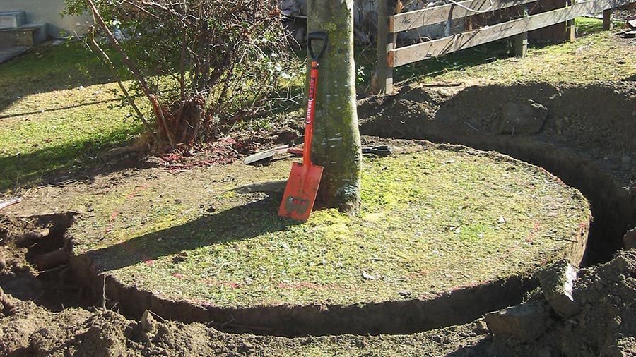 Transplanting - NZ Tree Care