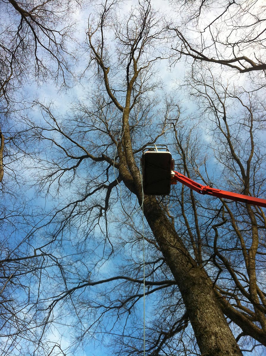 Elm trees Millbrook