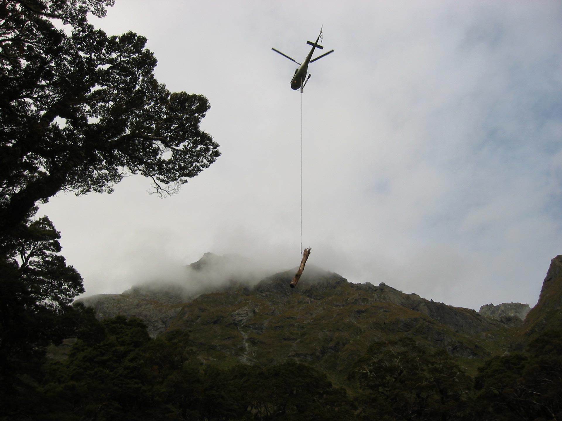 Tree removal - Lake McKenzie, Routeburn Track, Fiordland, New Zealand