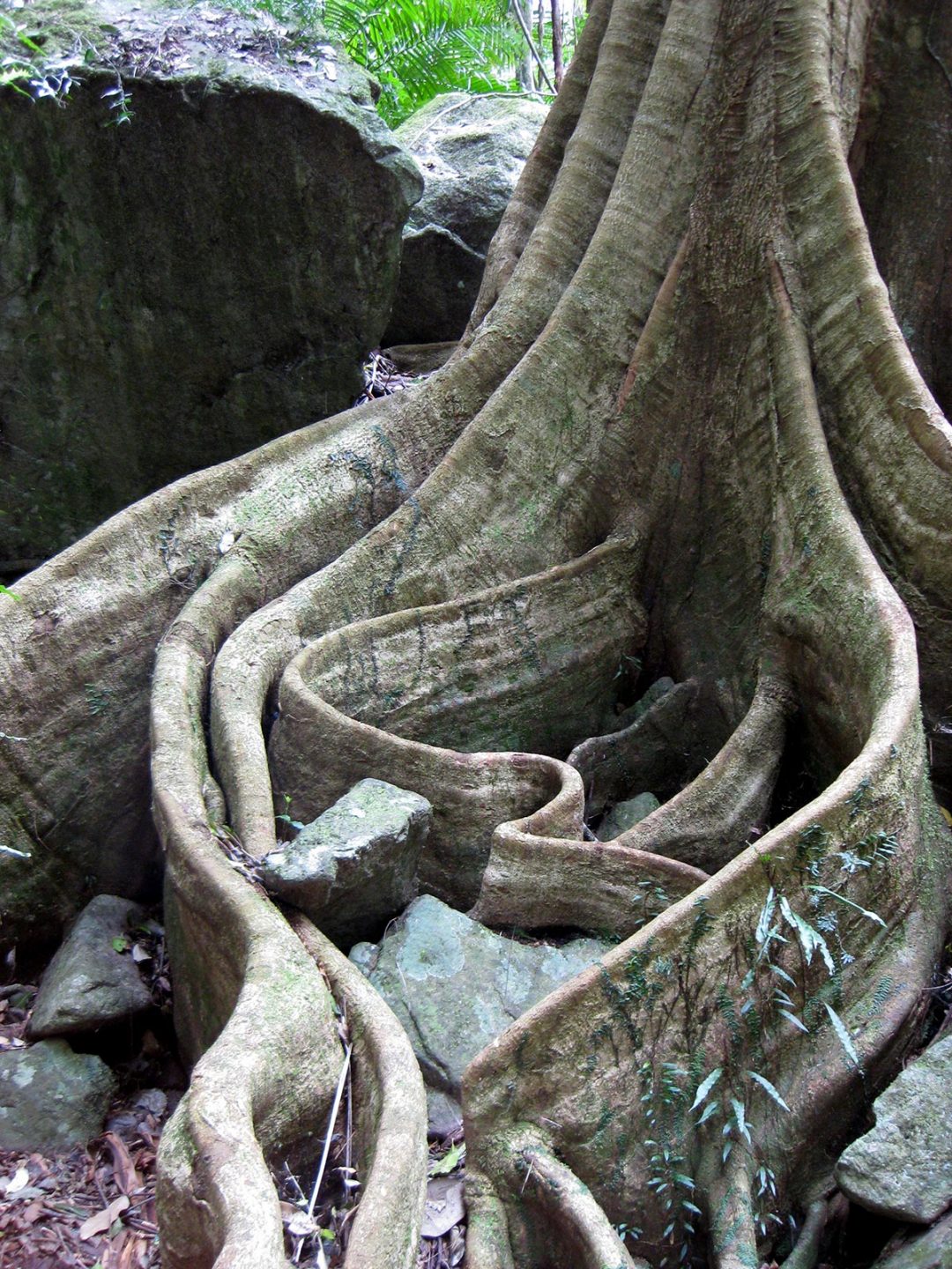 putting-down-roots-nz-tree-care